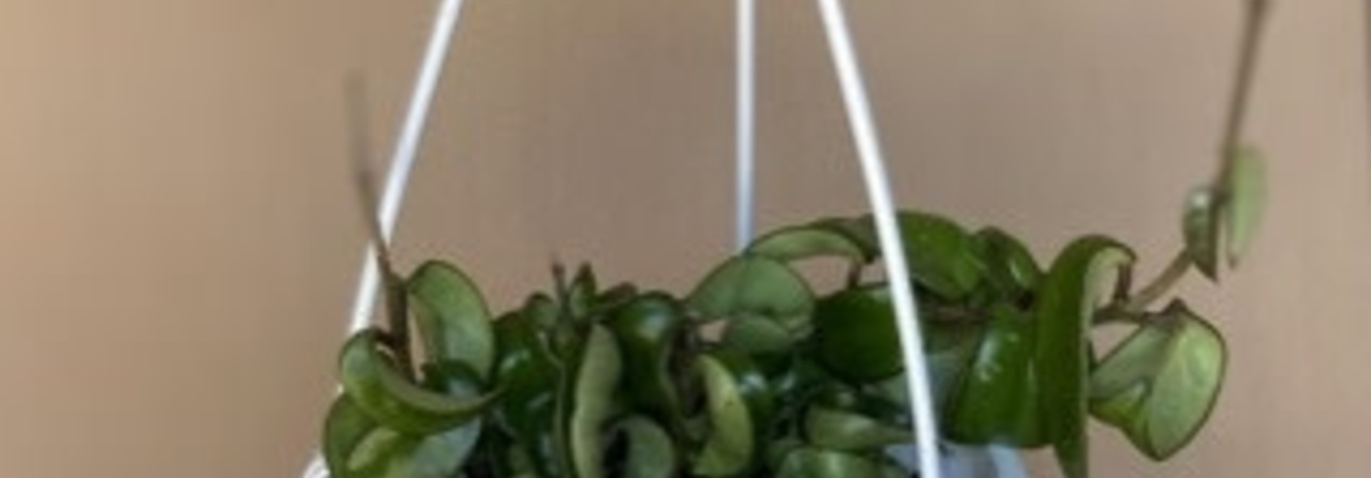 Hoya carnosa « Compacta » 6po PS