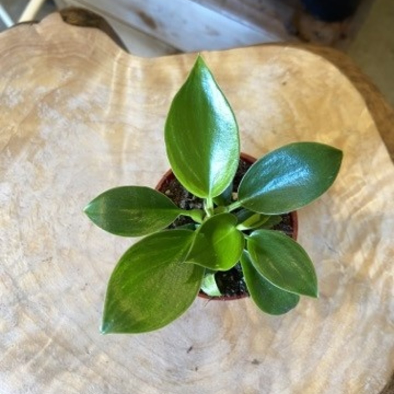 Philodendron Birkin 2.5po