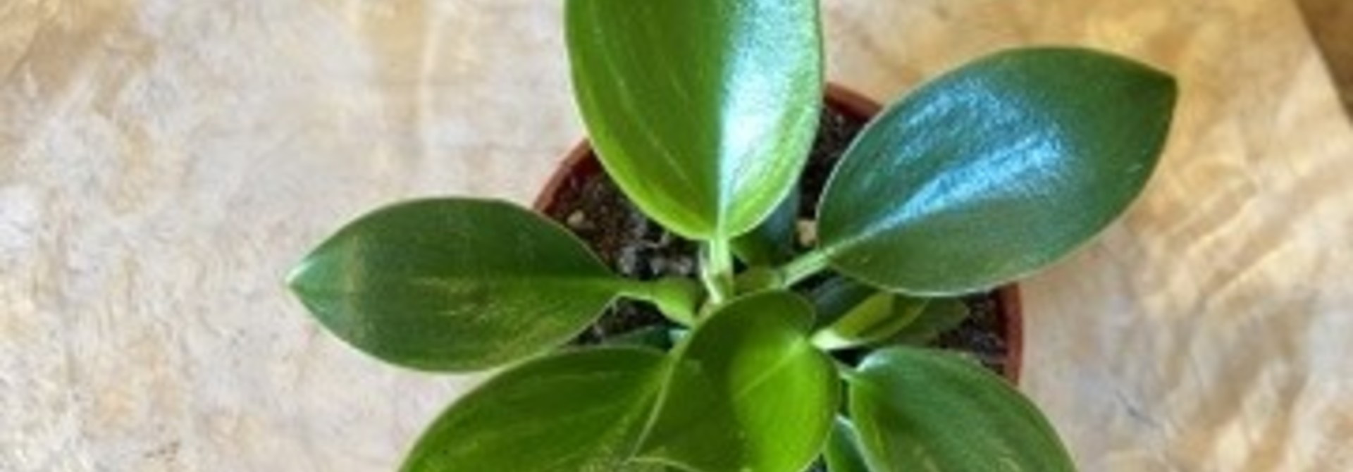 Philodendron Birkin 2.5po