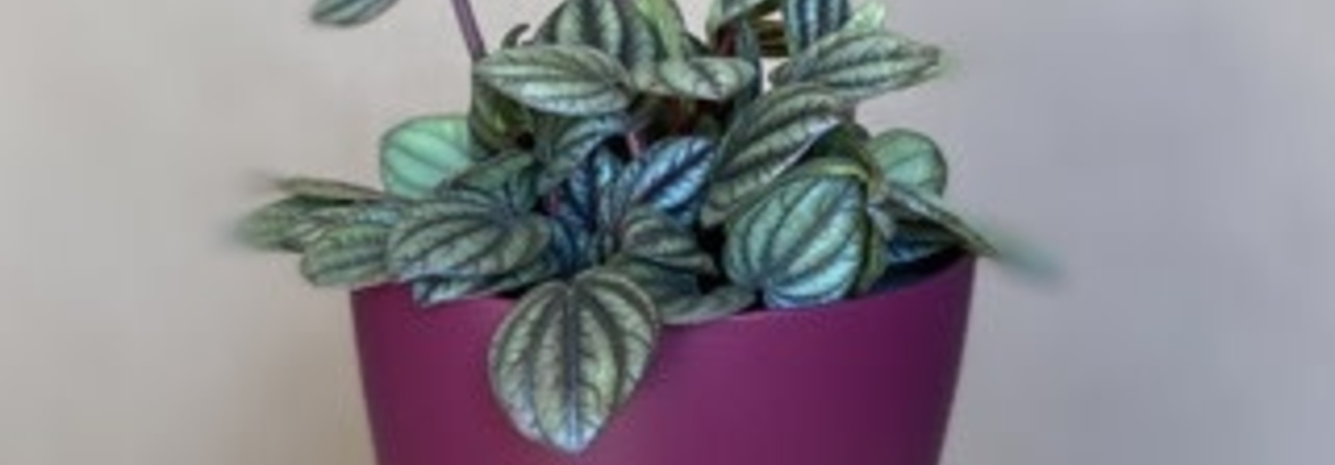 Peperomia Piccolo Banda -PPB