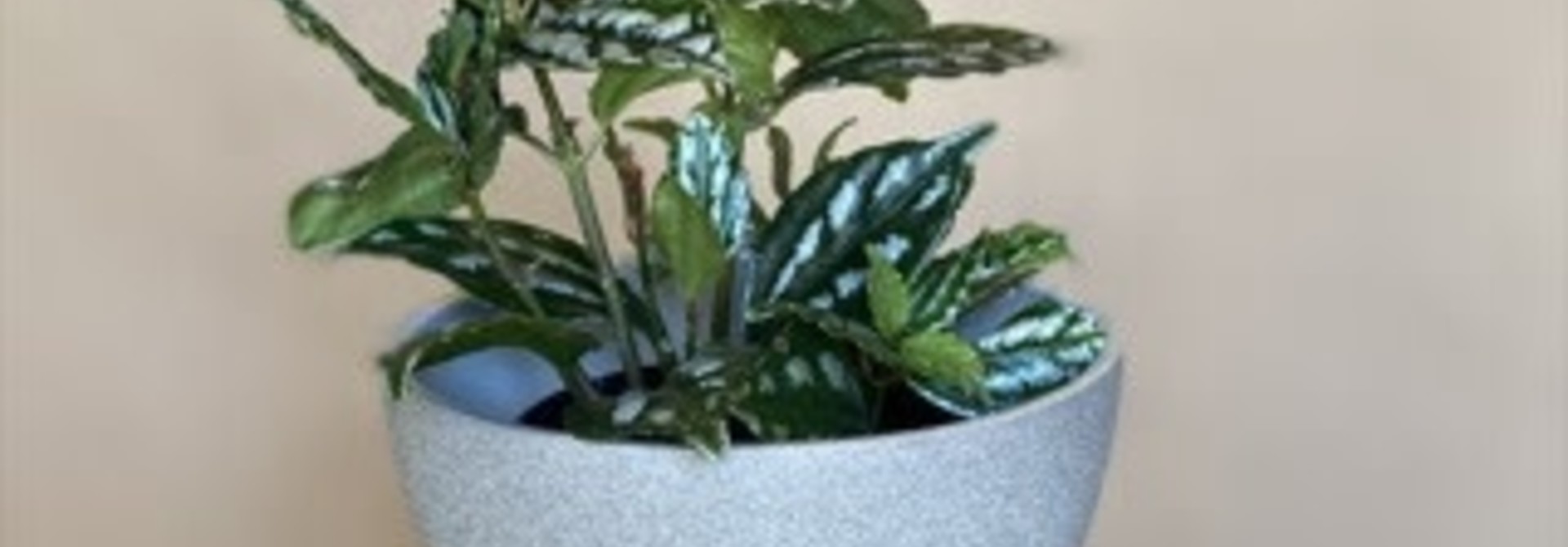 Pilea Cadierei 3.5 po - PC