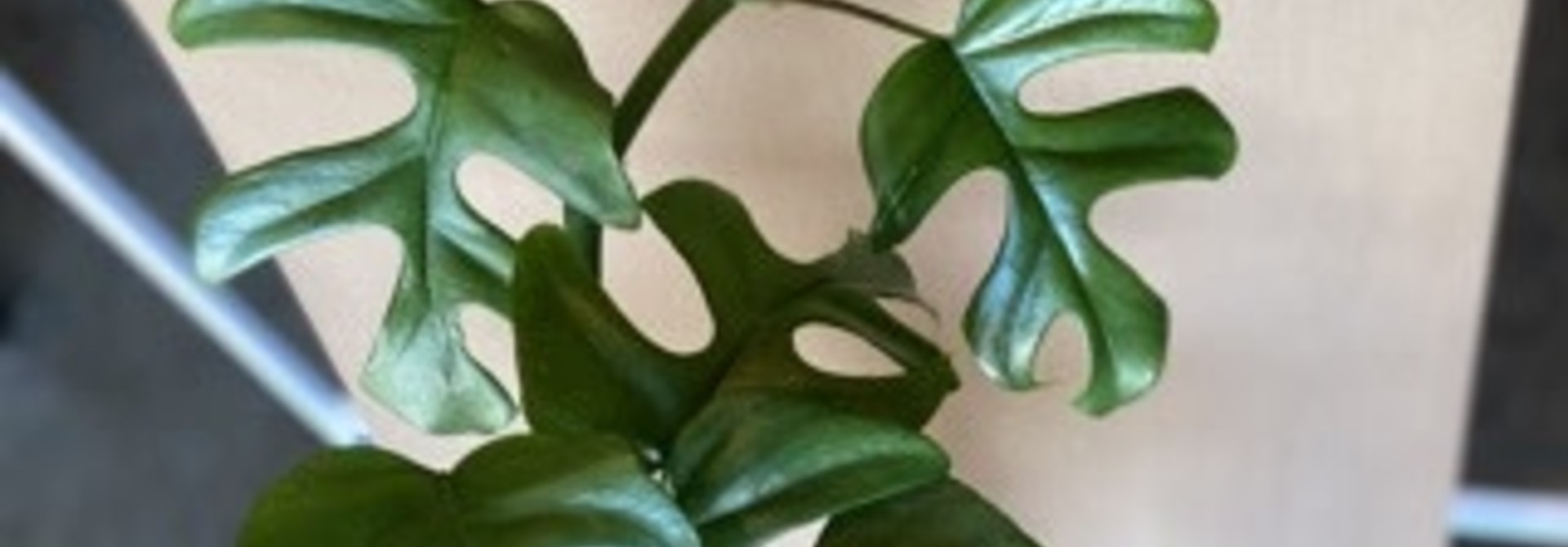 Monstera nain
