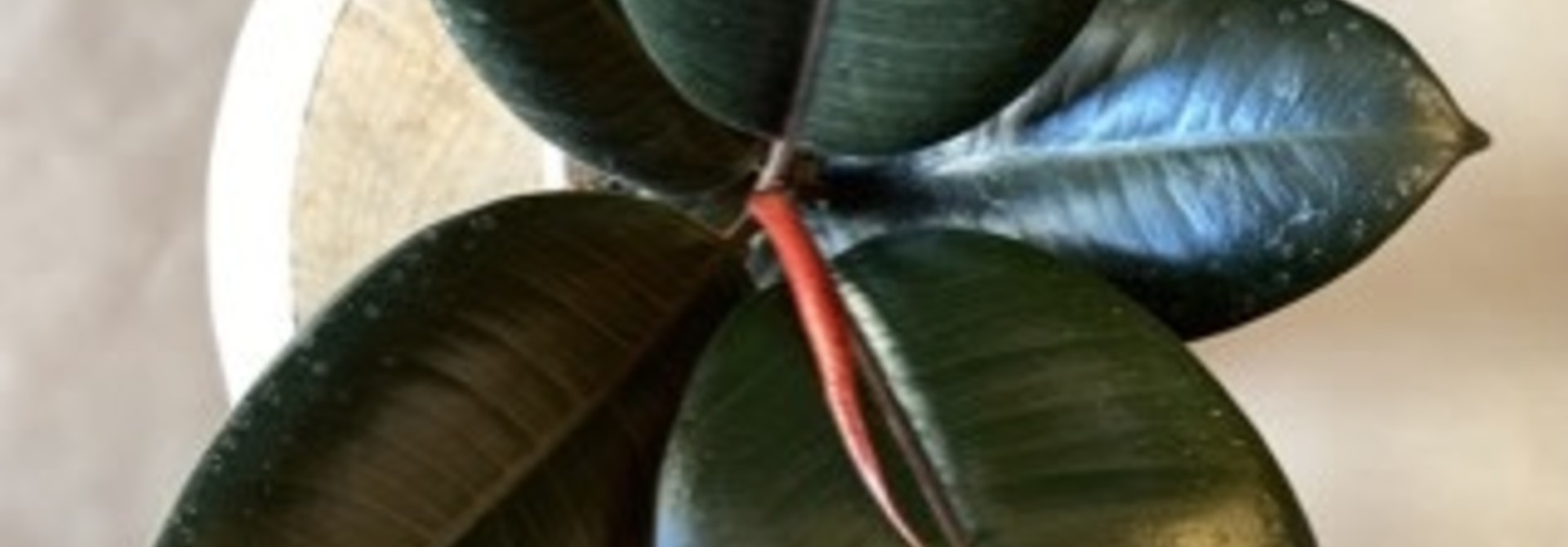 Ficus Elastica Burgundy 6 po - FE