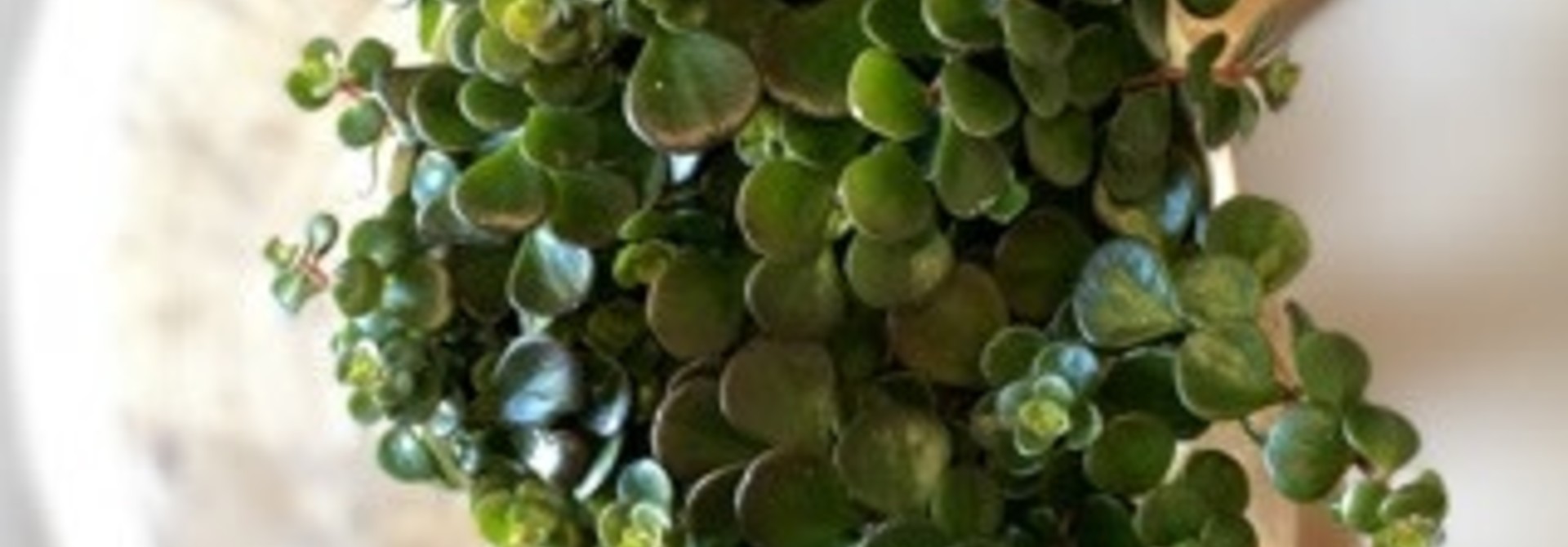 Sedum Makinoi 5po
