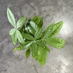Pachira aquatica  - Money Tree 4 po