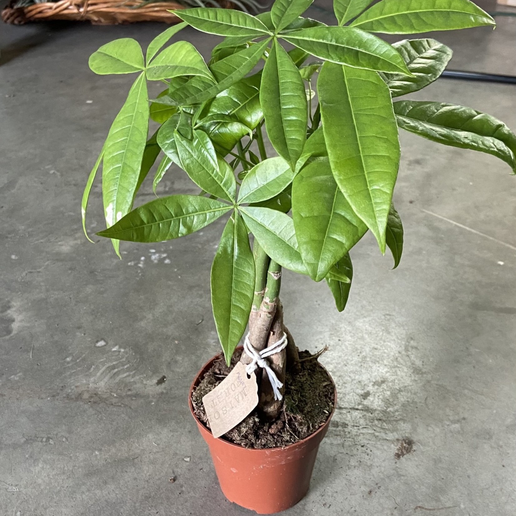 Pachira aquatica  - Money Tree 4 po