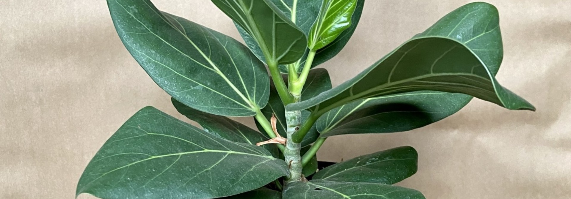 Ficus audrey