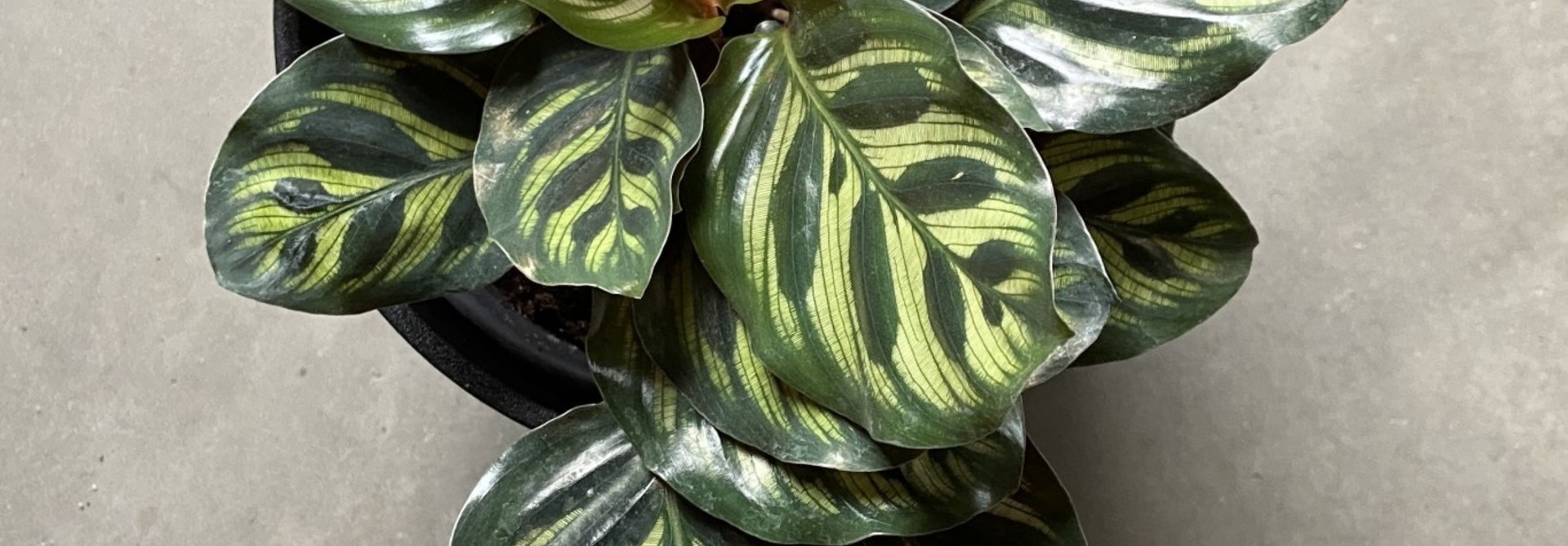 Calathea Makayanna 6po