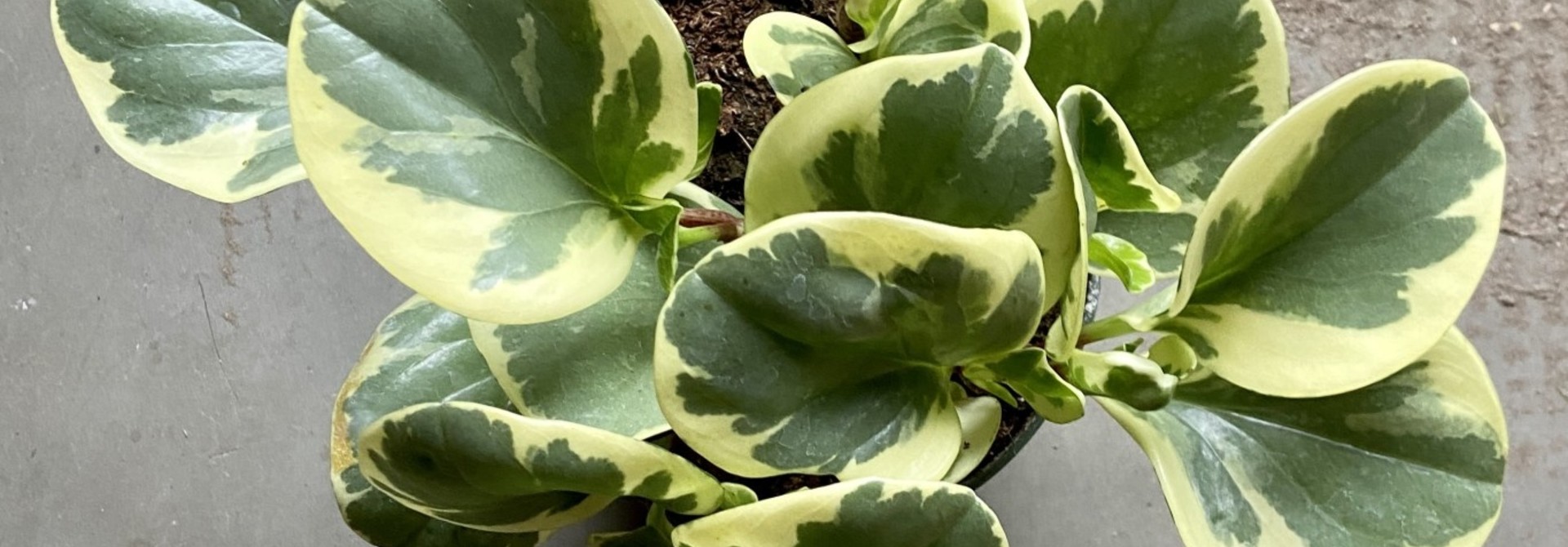 Peperomia Obtusifolia panaché 6po