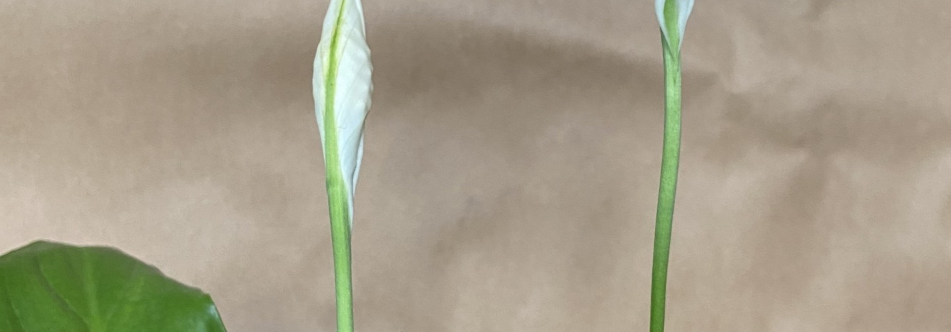 Spathiphyllum