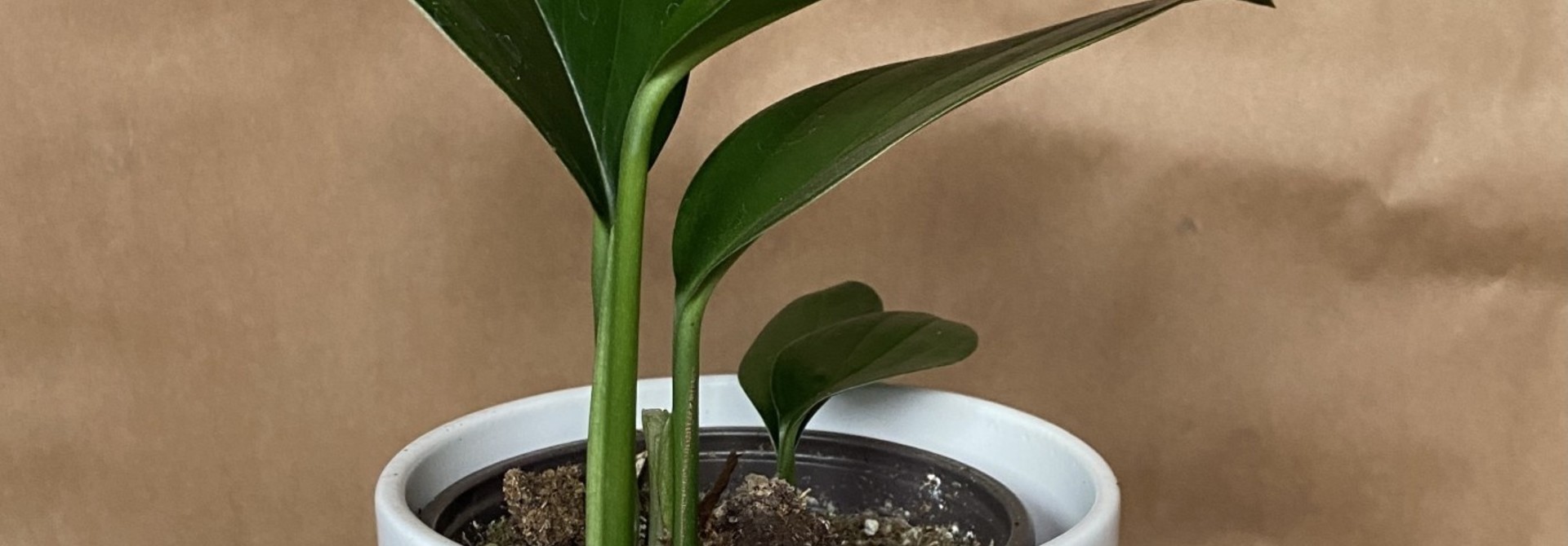 Raphidophora Decursiva 3.5po