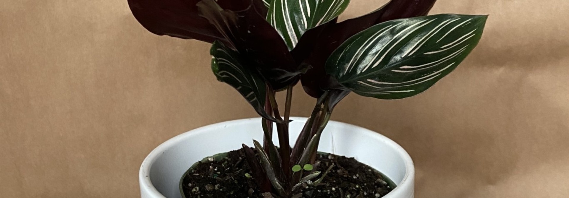 Calathea Ornata 4po