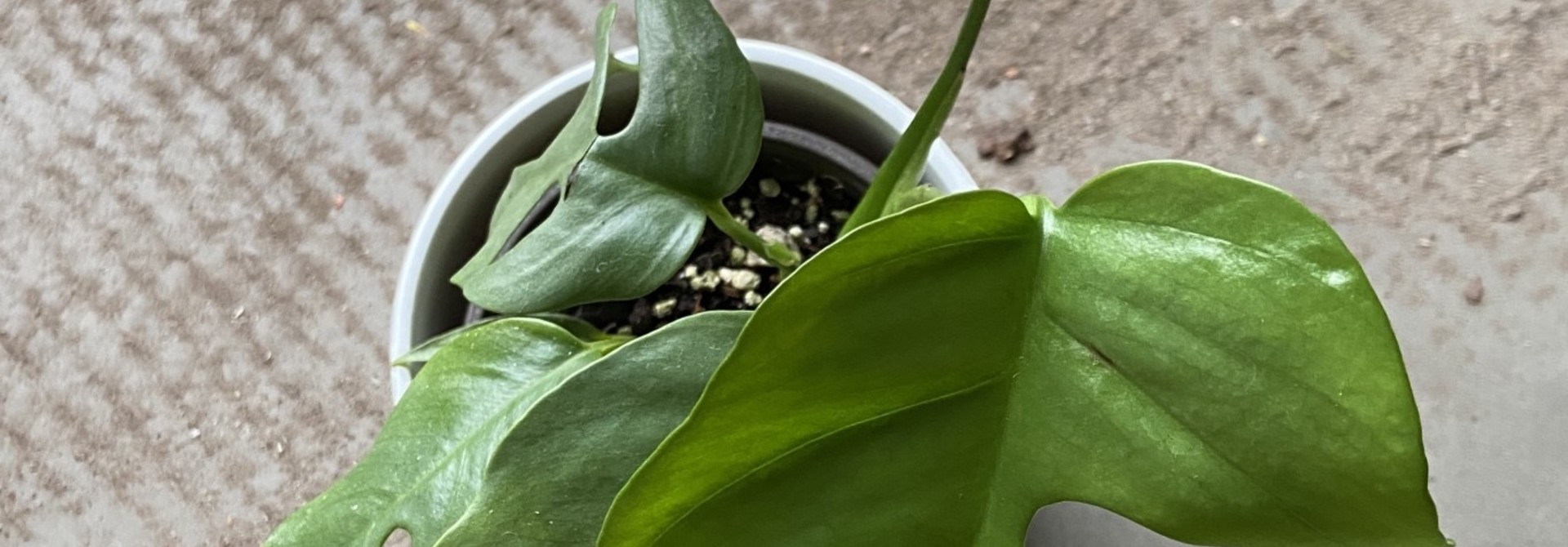 Monstera nain 3.5 po