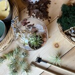 Maison Forêt Atelier Terrarium pour Tillandsia - Chez Casa Luca