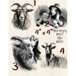 Goat Flash Tattoo (Sheet 1) with Khwezi