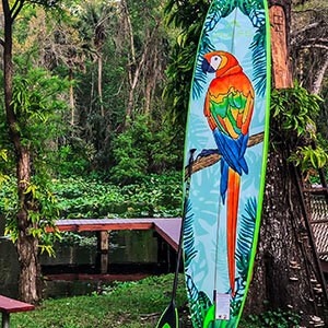 PULSE / THE PETEY 11'4" X 31,5''