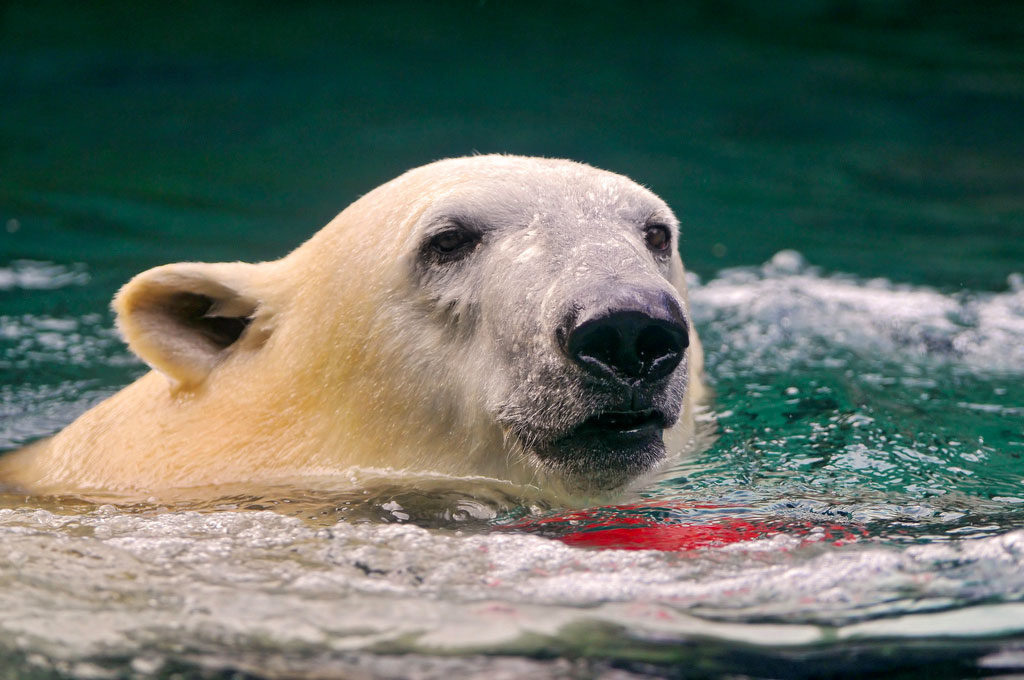 Nos conseils pour la pratique de sports en eau froide