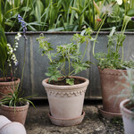 Terracotta Noble Planter - blush 9.8 inches