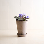 Terracotta Scallop Planter - slate 5.5 inches