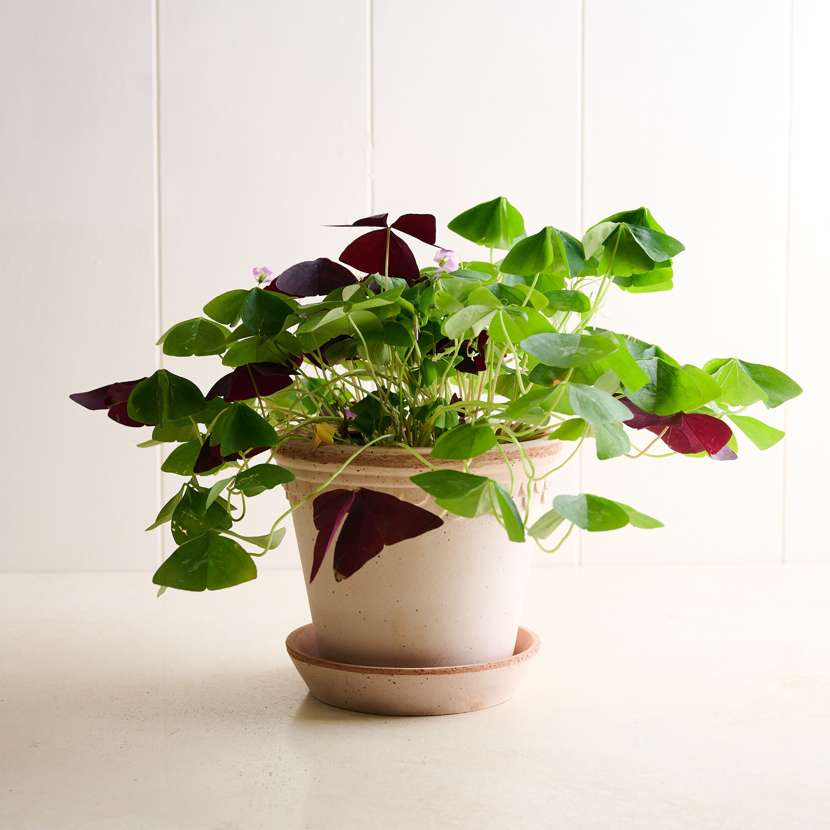 Terracotta Noble Planter - blush 7 inches