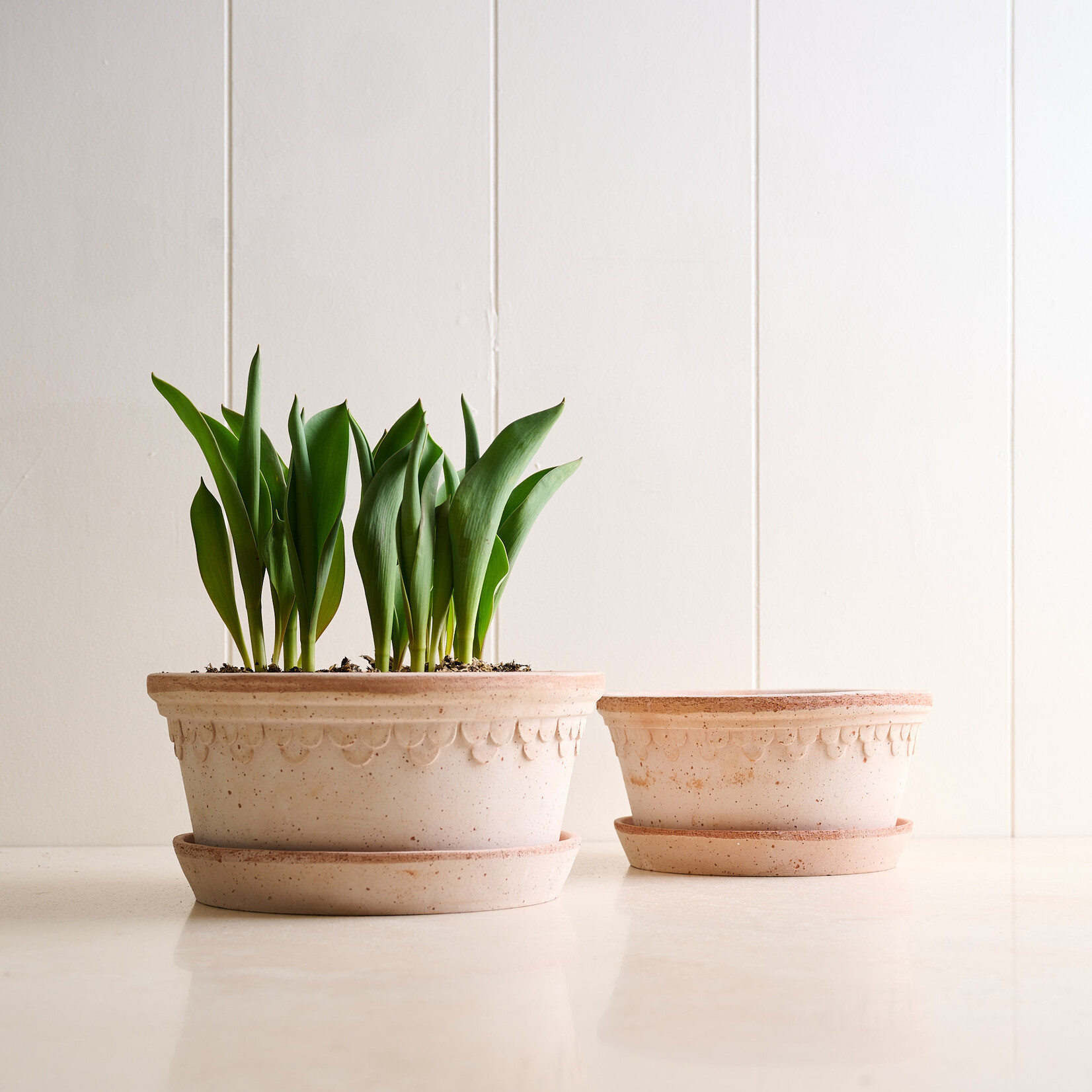 Terracotta Low Noble Planter - blush 8 inches