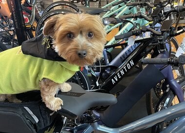 Electric Bikes