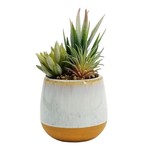 Ceramic Planter With Succulent