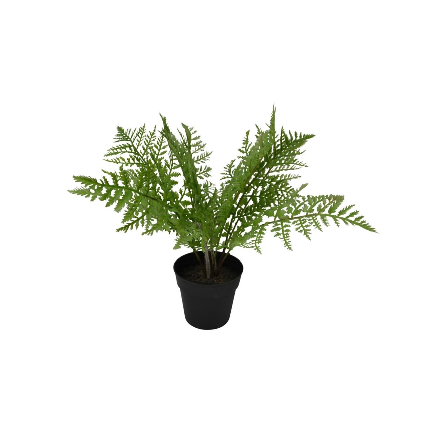 Fern