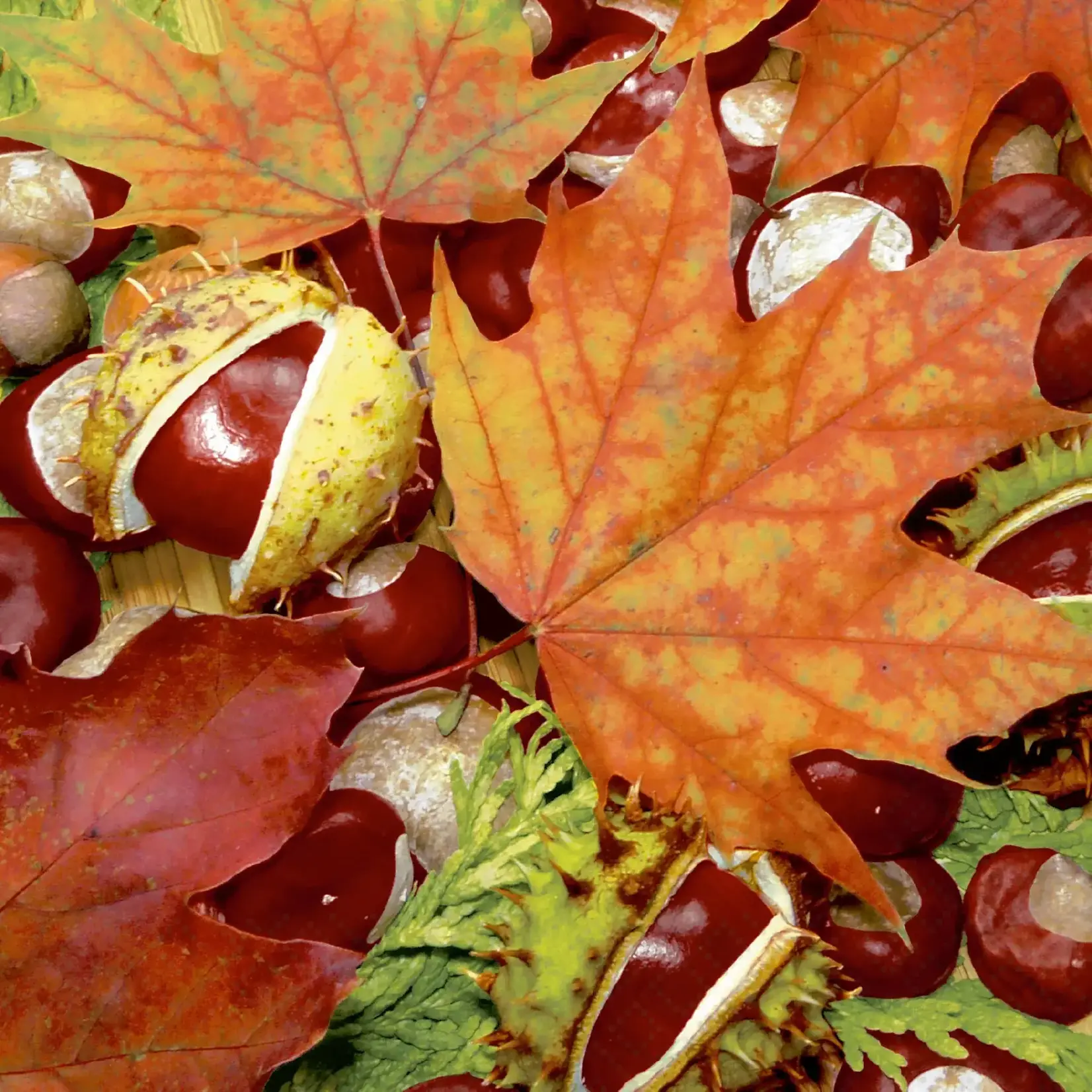 Chestnut Leaves - Cocktail Napkin