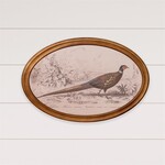 Pheasant Framed Print