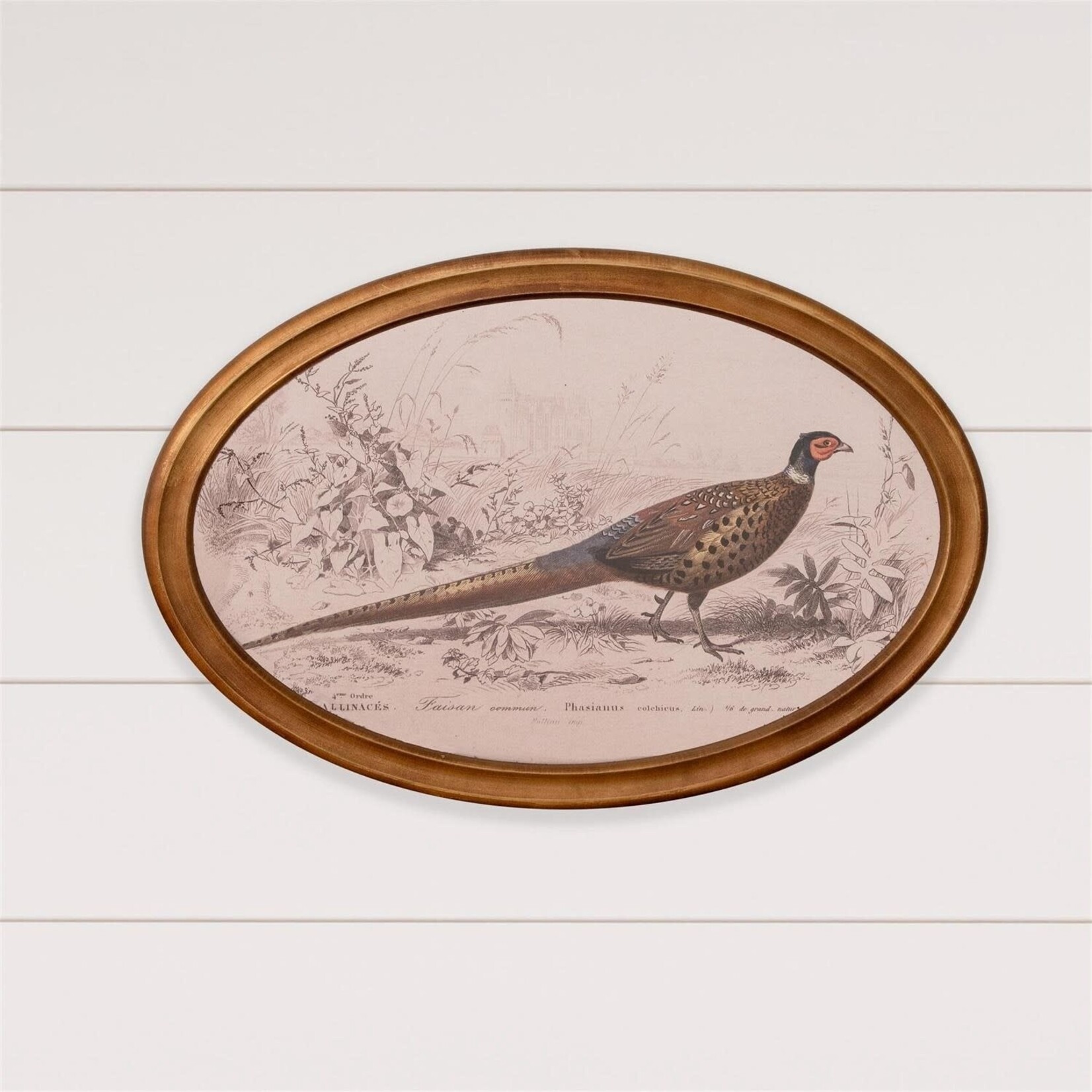 Pheasant Framed Print