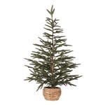 Spruce Tree
