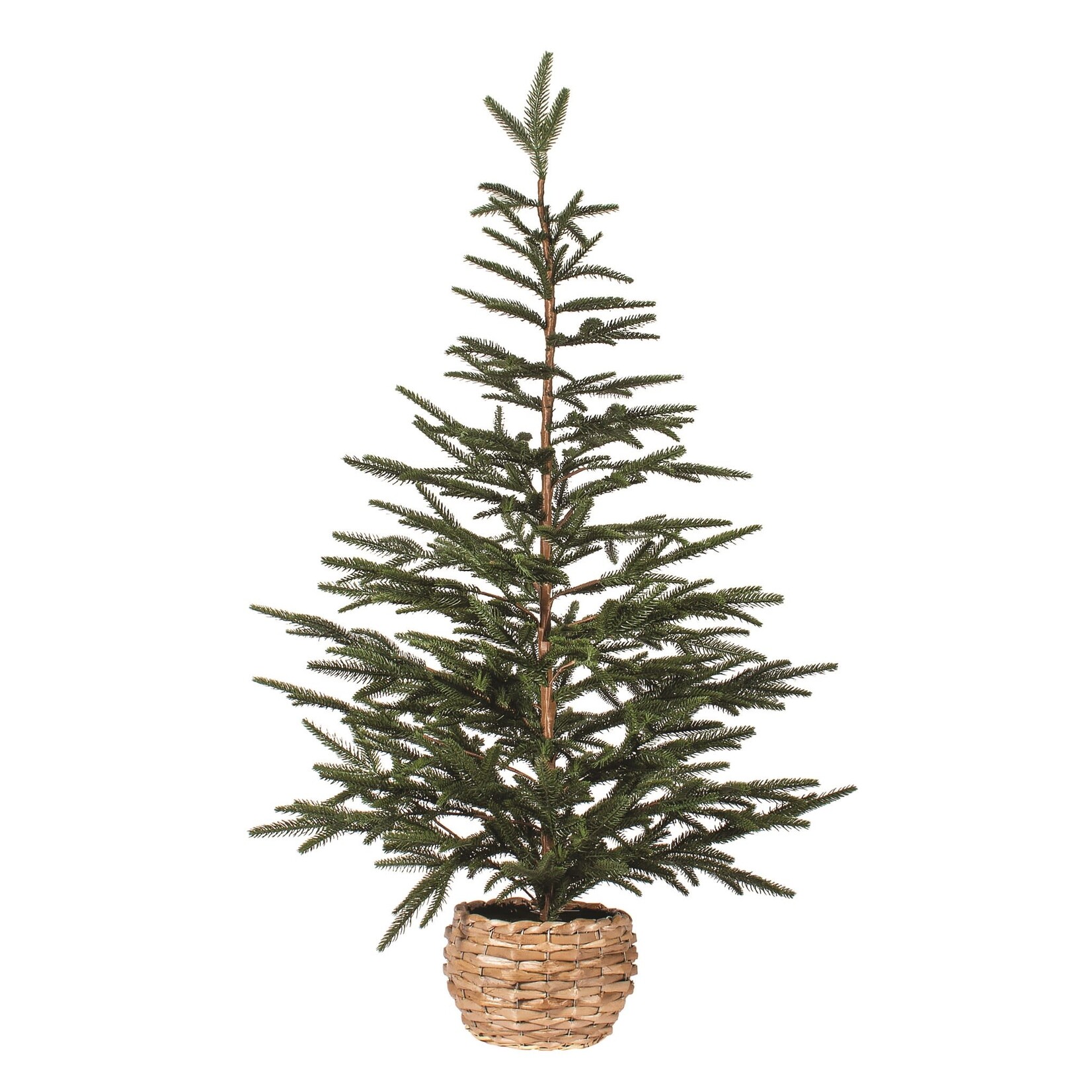 Spruce Tree