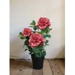 Fresh Tough Pink Hydrangea