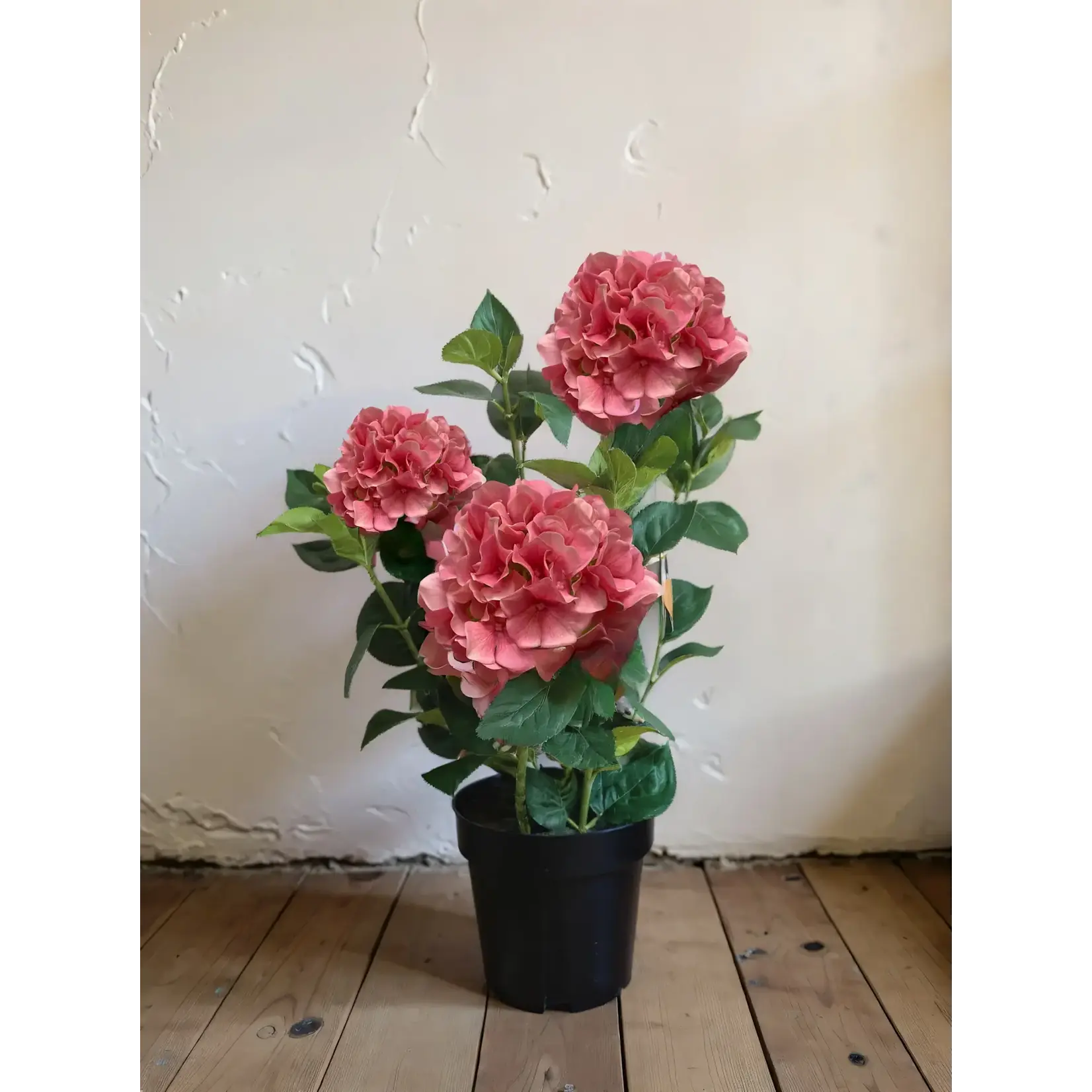 Fresh Tough Pink Hydrangea