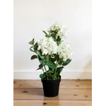 Fresh Touch White Hydrangea