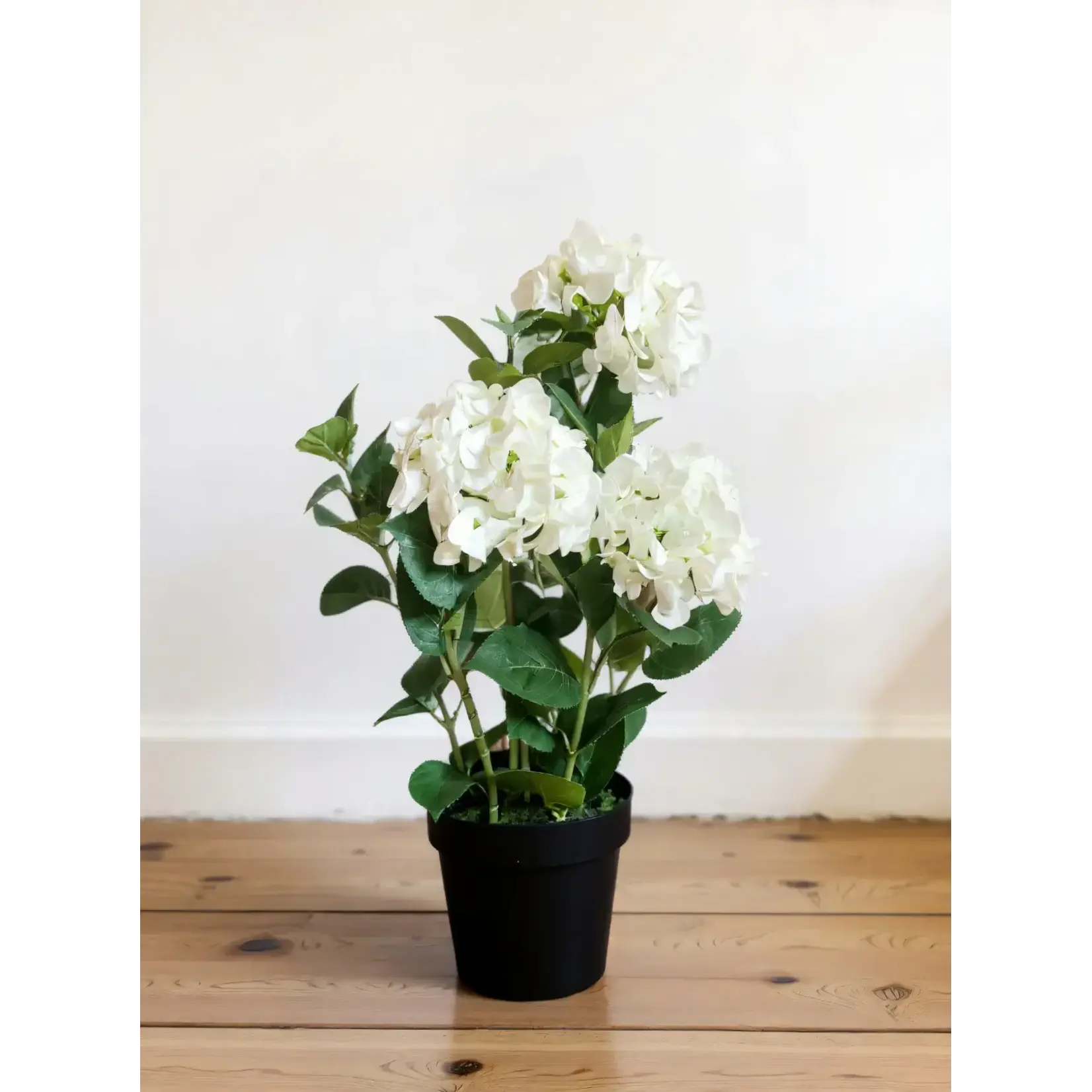 Fresh Touch White Hydrangea