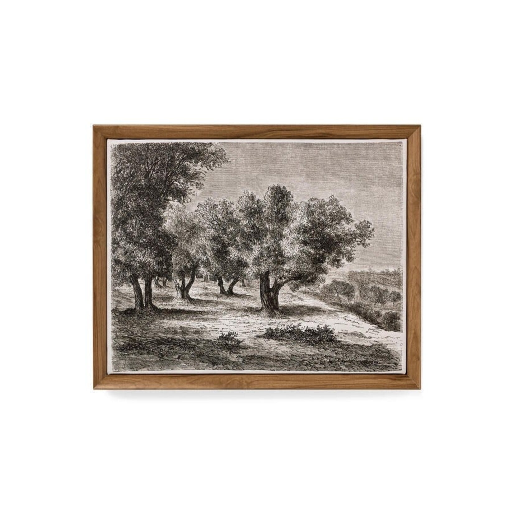 Accents De Ville Olive Trees Wall Art