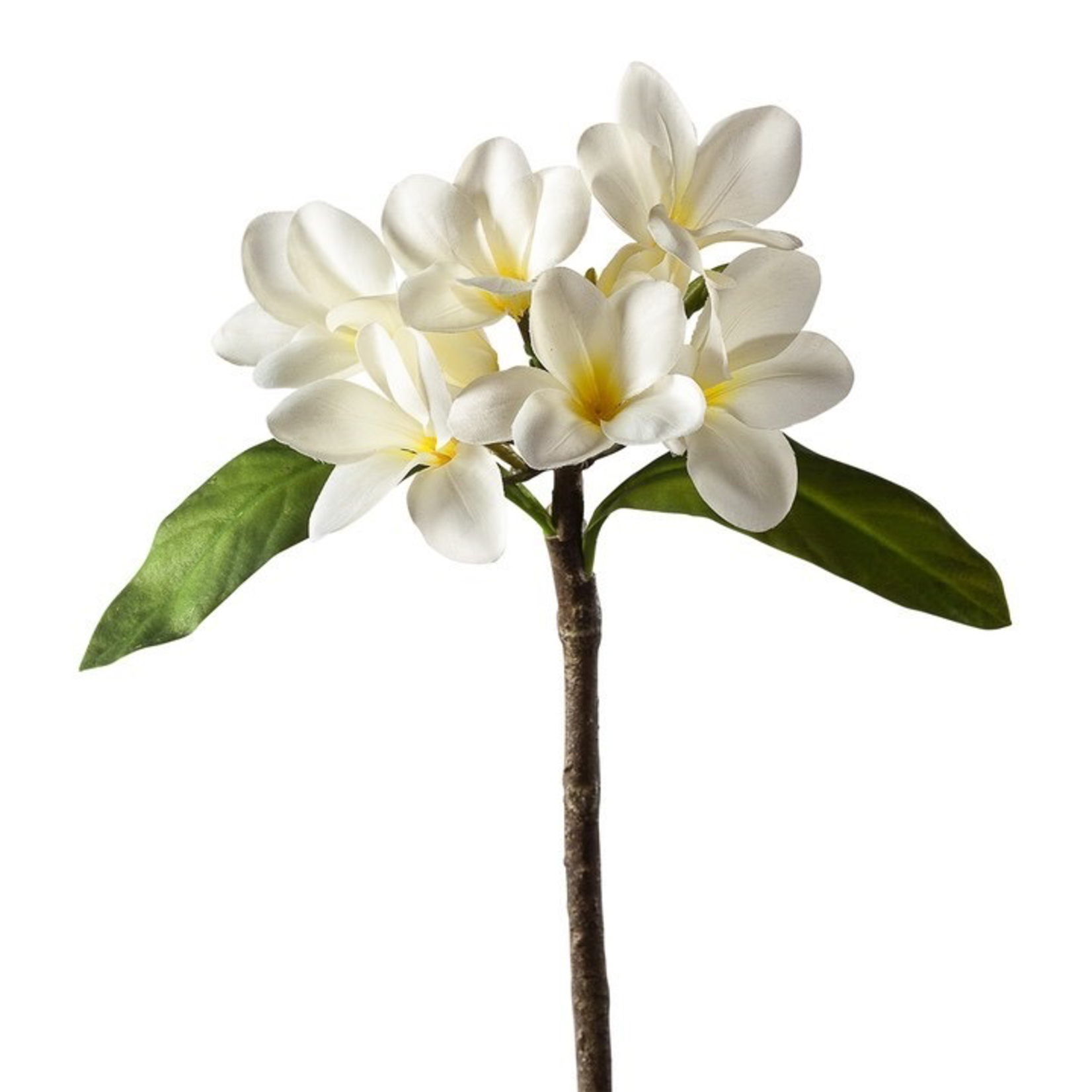 Plumeria Multi Bloom Spray 17”