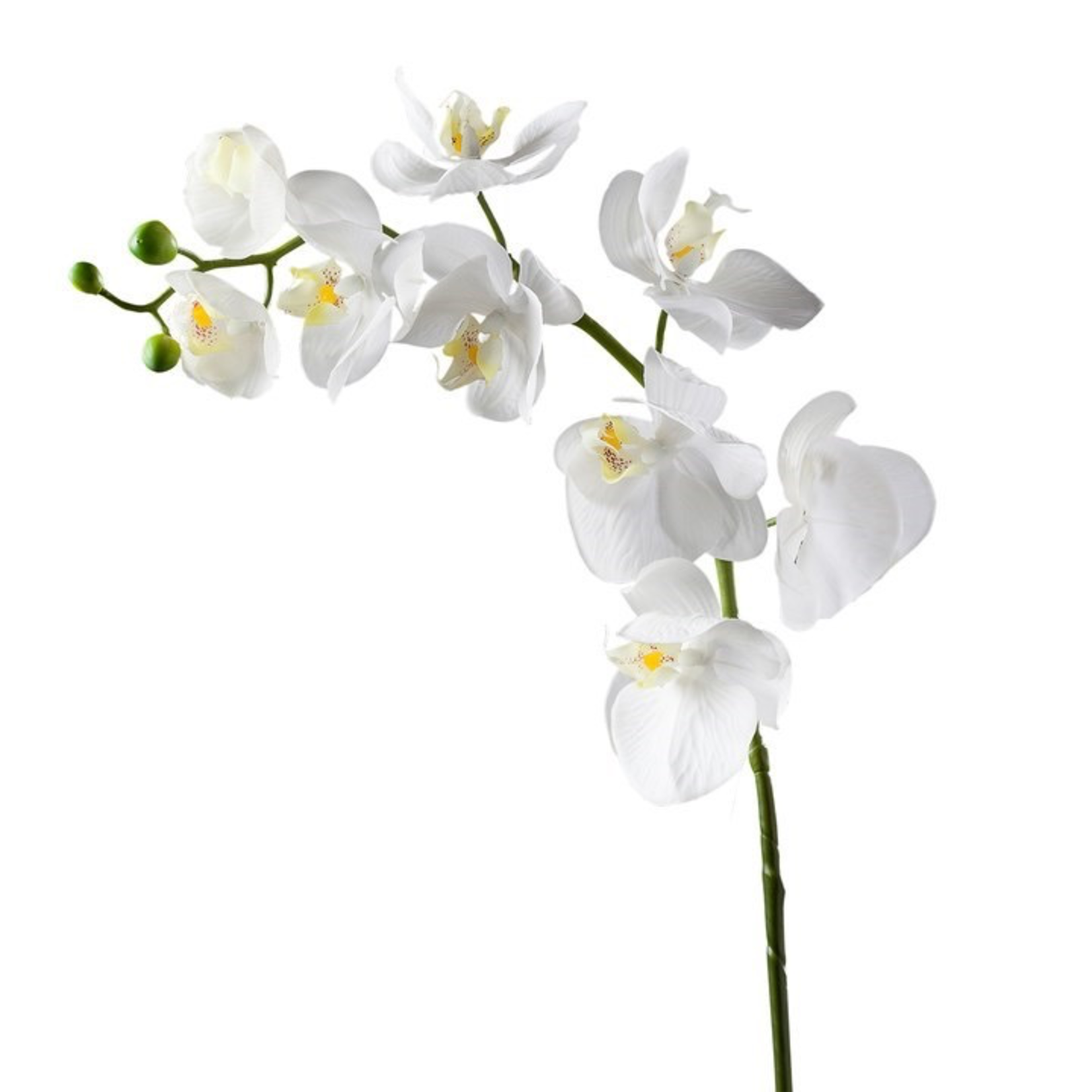 Orchid Stem 30”