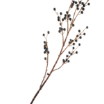Pine Center Black Berry Spray