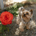 Bosey - Shop Dog Extraordinaire