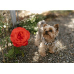 Bosey - Shop Dog Extraordinaire