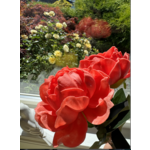 Peony Coral Stem 20"