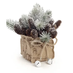 Bonavista Pine with Cones Arrangement