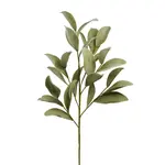 Desert Ficus Broad Leaf 33 Inch Length Stem