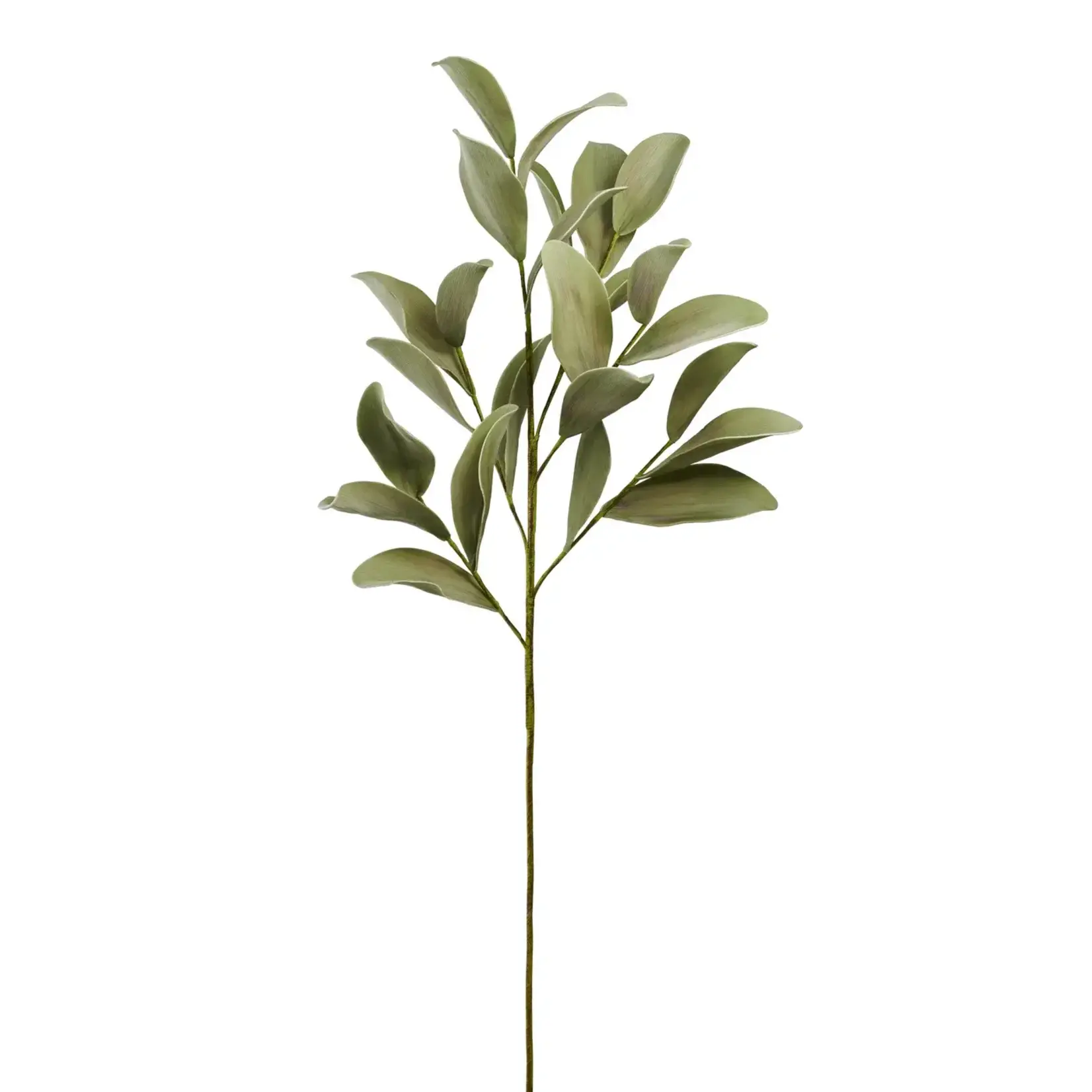 Desert Ficus Broad Leaf 33 Inch Length Stem