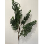 Cedar Branch 33"