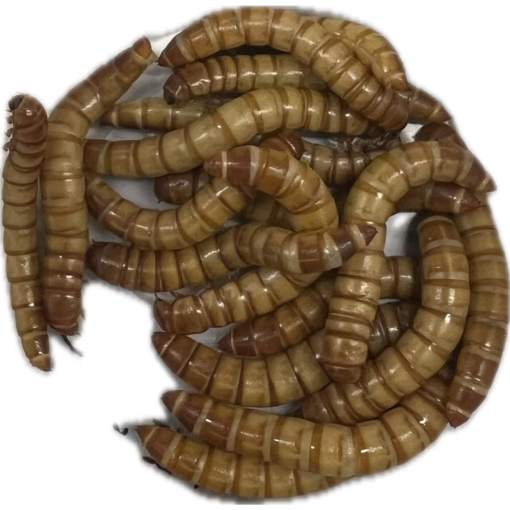Meal Worms 18ct