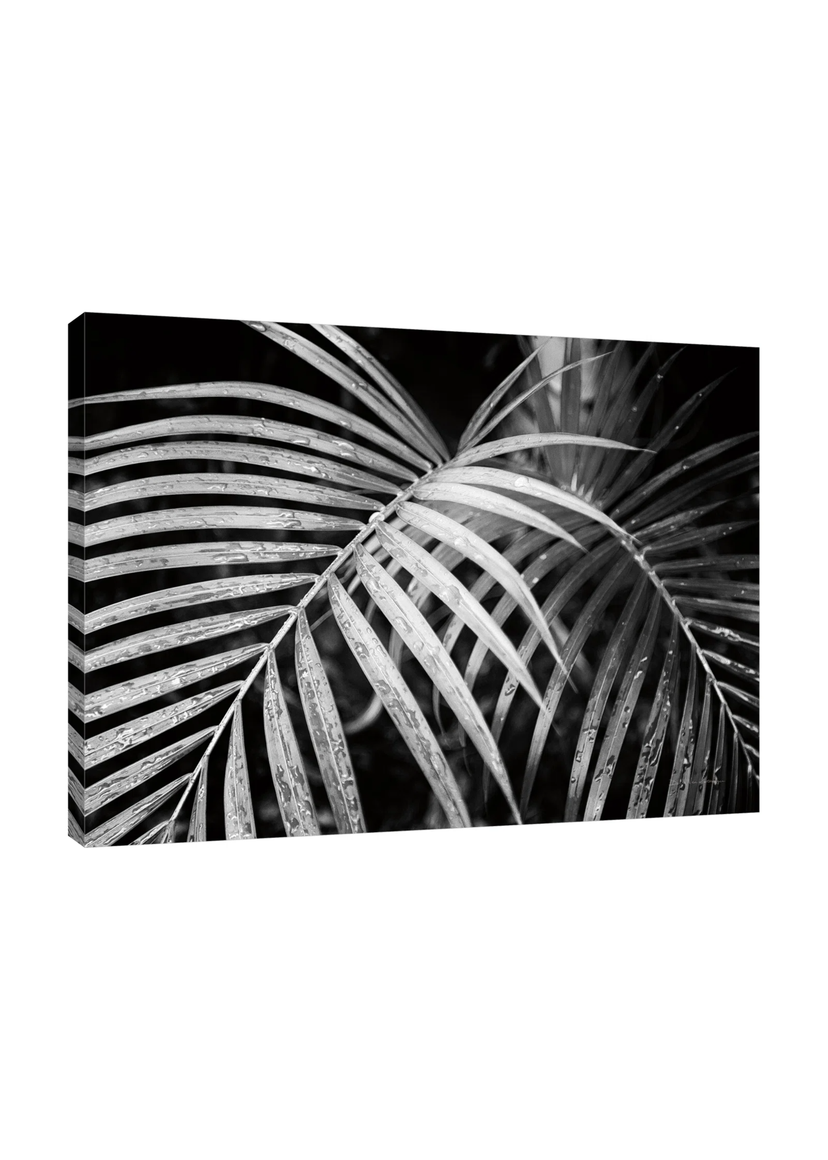 *24" x 32" Palm Fronds Black And White by Debra Van Swearingen - Wrapped Canvas